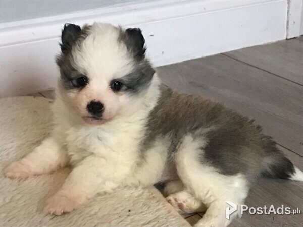Stunning Pomsky Pups