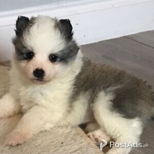 Stunning Pomsky Pups | PostAds PH