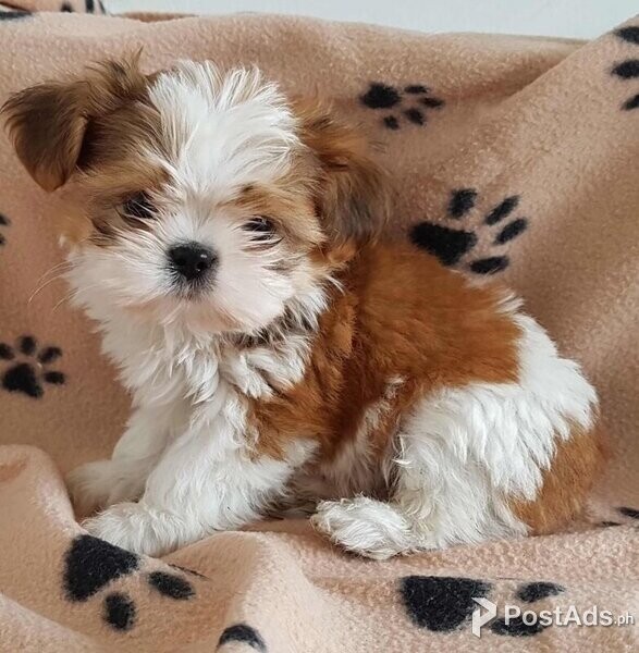 Fanji Shih Tzu Puppies