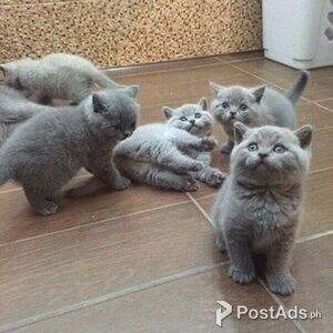 lovely shorthair kittens for adoption | PostAds PH