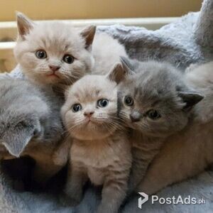lovely babies needs new parents | PostAds PH