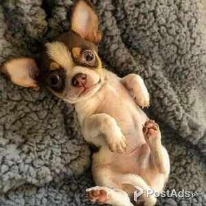 Little baby Chihuahua puppies available now | PostAds PH