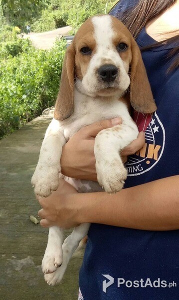Beagle Puppies