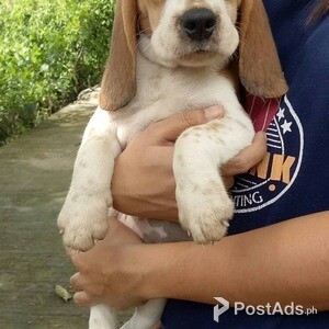 Beagle Puppies | PostAds PH
