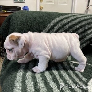 English Bulldog Puppies for Adoption | PostAds PH