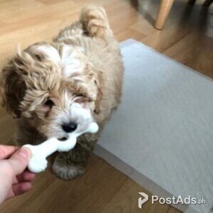 POODLE TOY PUPPY | PostAds PH