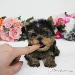 Well trained yorki puppies for sale | PostAds PH
