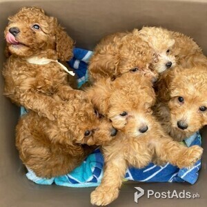 Free Gift Beautiful Goldendoodle | PostAds PH