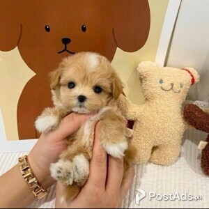 Affectionate Maltipoo puppies | PostAds PH