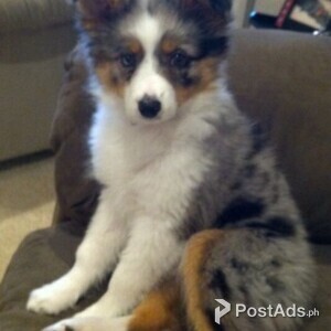 Australian shepherd dog for rehomin | PostAds PH