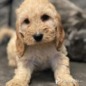 Sweet labrador Puppies | PostAds PH