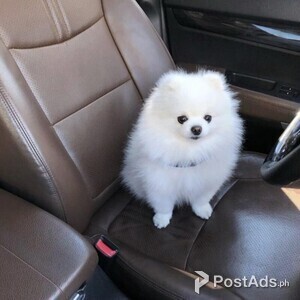 Pomeranian Puppies | PostAds PH