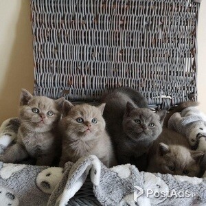 adorable shorthair kittens for adoption | PostAds PH