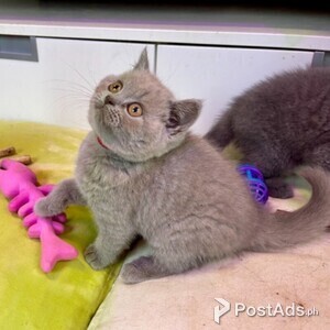 shorthair babies for adoption | PostAds PH