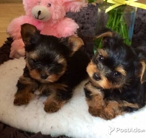 YORKSHIRE PUPPIES FOR SALE  