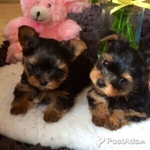 YORKSHIRE PUPPIES FOR SALE | PostAds PH