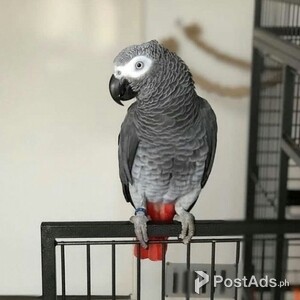 Adorable African grey parrot | PostAds PH