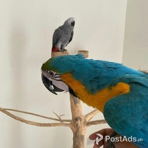 Macaw & African grey parrot available | PostAds PH