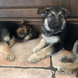 Quality German Shepherd puppies | PostAds PH
