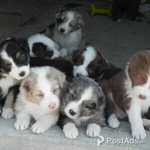 Australian Shepherd Puppies For Sale. | PostAds PH