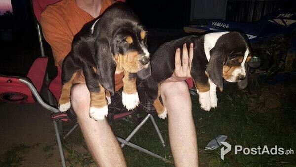 Adorable Basset Hound Pups for Sale