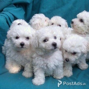 Bichon Frise puppies for sale | PostAds PH