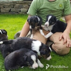 Border Collie Puppies Available for sale | PostAds PH