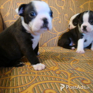 Beautiful Black and white Boston Terrier Puppies for sale | PostAds PH