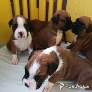 High Quality Boxer puppies for sale | PostAds PH
