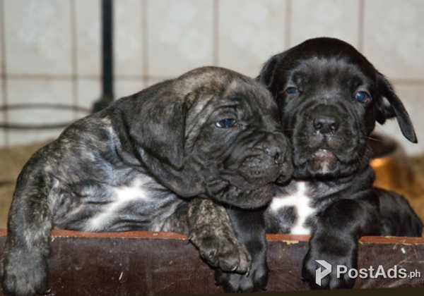 Cane Corso Puppies for Sale