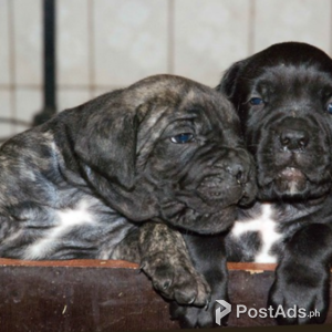 Cane Corso Puppies for Sale | PostAds PH