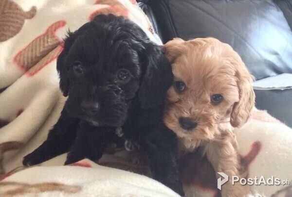 Adorable Cavapoo Pups  for Sale