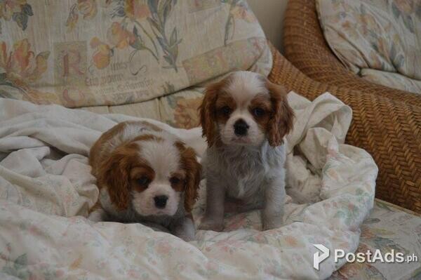 Cavalier King Charles Spaniel Puppies for sale.