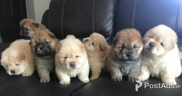 Great Looking chow chow Puppies for sale.