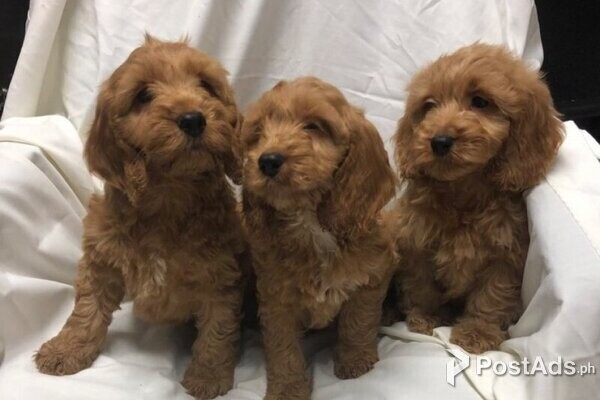 Adorable young cockapoo puppies needs loving homes for sale