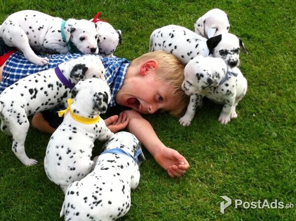 Adorable Dalmatian Puppies for sale