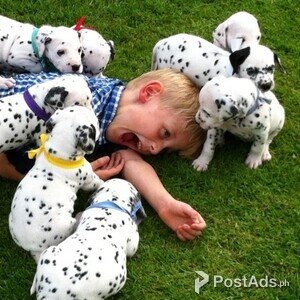 Adorable Dalmatian Puppies for sale | PostAds PH