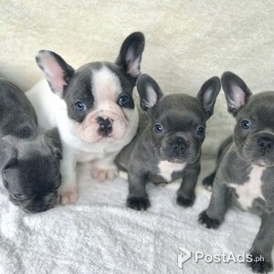 Top Quality Blue French Bulldog Puppies for sale | PostAds PH