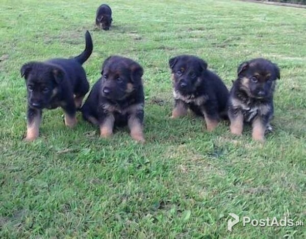 Fabulous German Shepherd puppies for lovely kids and families lovers.