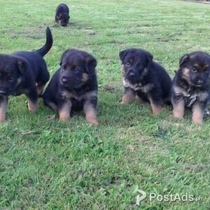 Fabulous German Shepherd puppies for lovely kids and families lovers. | PostAds PH