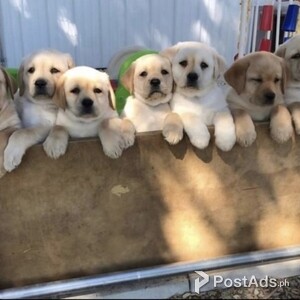 Cute Labrador retriever Puppies Available | PostAds PH
