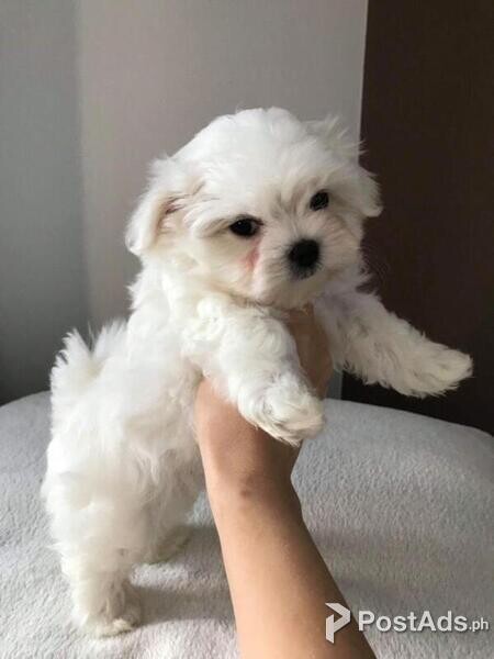 Super Adorable Teacup Maltese Puppies.