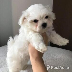 Super Adorable Teacup Maltese Puppies. | PostAds PH