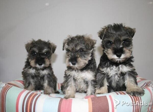 Miniature Schnauzer Puppies for Sale