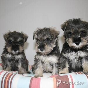 Miniature Schnauzer Puppies for Sale | PostAds PH