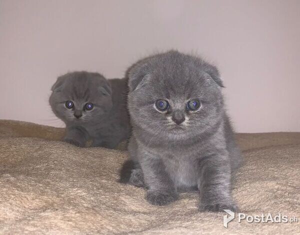 Scottish Fold kittens for sale