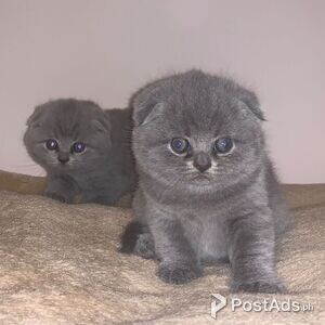 Scottish Fold kittens for sale | PostAds PH