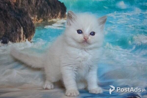 Ragdoll kittens for sale