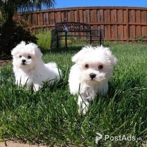 Maltese for Sale Dogs name is Luci | PostAds PH
