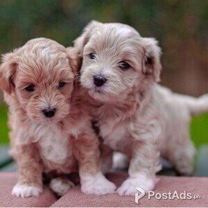 Maltipo Puppies Available | PostAds PH
